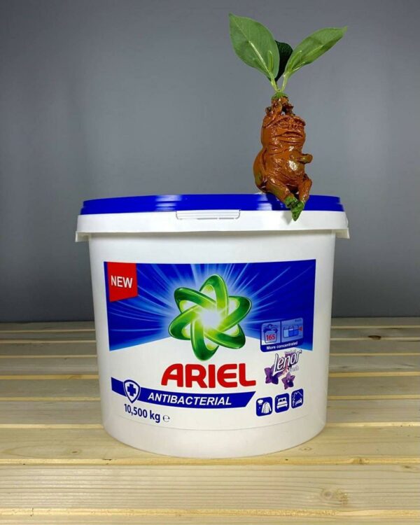 Пральний порошок Аriel antibacterial + lenor 10,5 kg