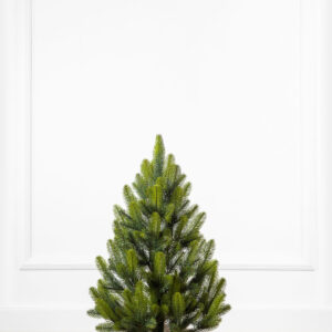 Ялинка лита "Лапландська" в горщику ВЕСНЯНА 0,70м